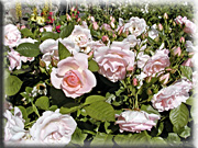 I rosenträdgården